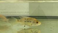 Prawn and Feed Detection project thumbnail