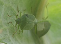 Tomato Insects project thumbnail