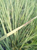 Rice_dataset project thumbnail