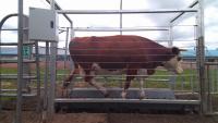 cow project thumbnail
