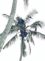 Coconutv2 project thumbnail