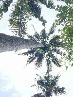 Coconut Detection project thumbnail