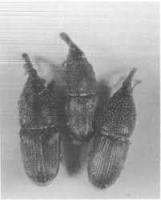 rice pest detection 4 project thumbnail