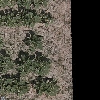 soybean project thumbnail