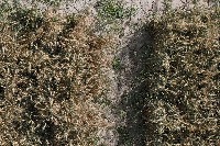 wheat project thumbnail