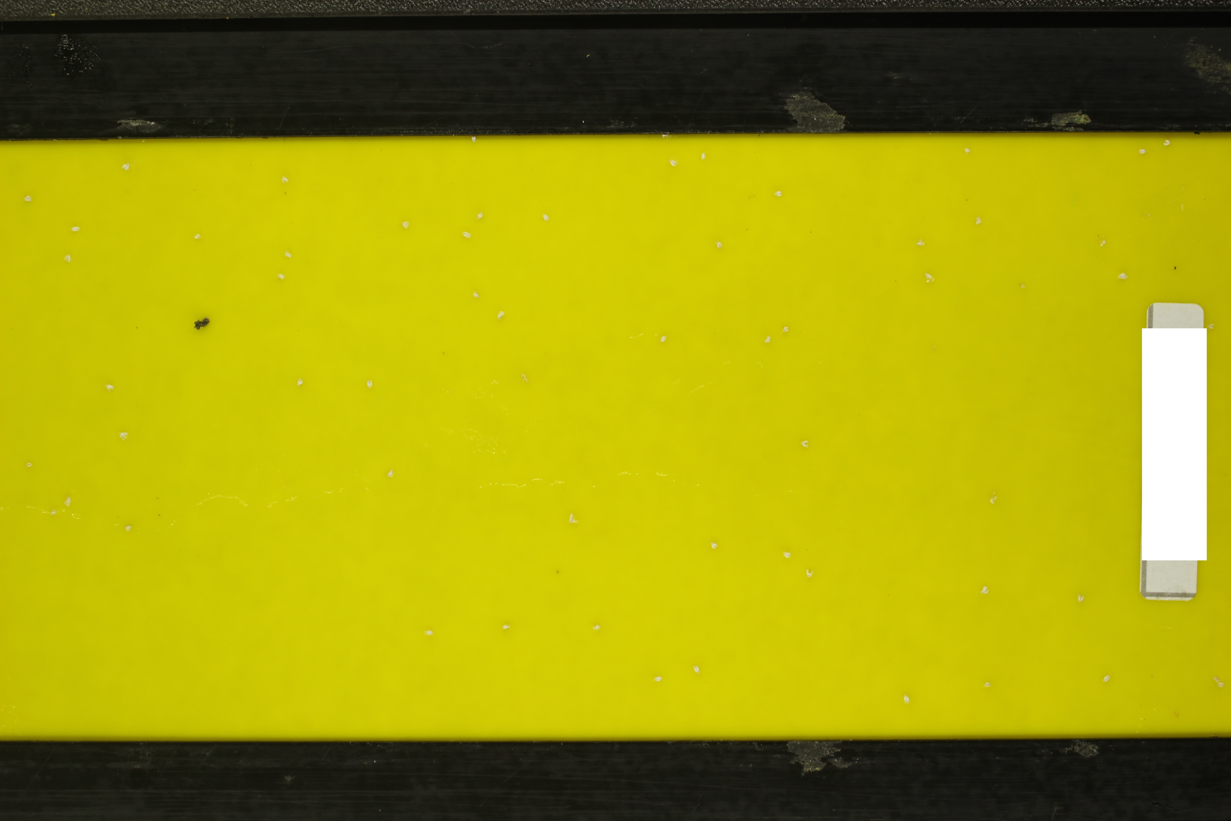 yellowsticky_284 Object Detection Model by nsect detection