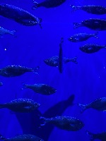 Species Fish project thumbnail