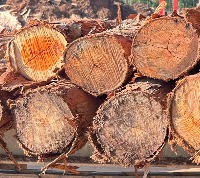 Timbers project thumbnail