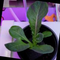 lettuce-npk-deficiency project thumbnail