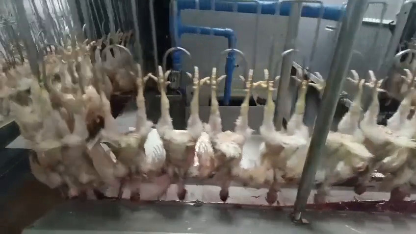chicken counting Object Detection Dataset by aaaa