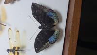Insects ID project thumbnail