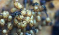 BEE project thumbnail