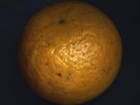 New Citrus_Grading project thumbnail