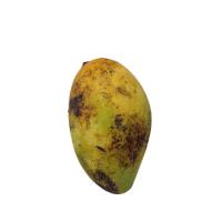 mango dataset project thumbnail