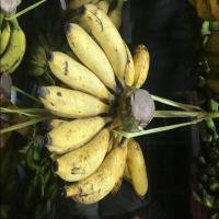 Deteksi pisang project thumbnail