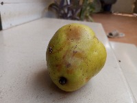 medium fresh pear project thumbnail
