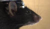 MouseFace project thumbnail