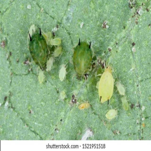 Pi Chong Insect yachong Object Detection Dataset by disease