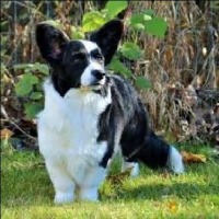 dogs project thumbnail