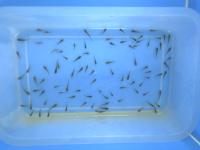Fry fish Nile Tilapia project thumbnail