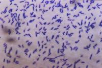 test-bacteria project thumbnail