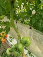 tomato instance segmentation project thumbnail