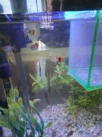 peces Federico Mendoza Luna project thumbnail