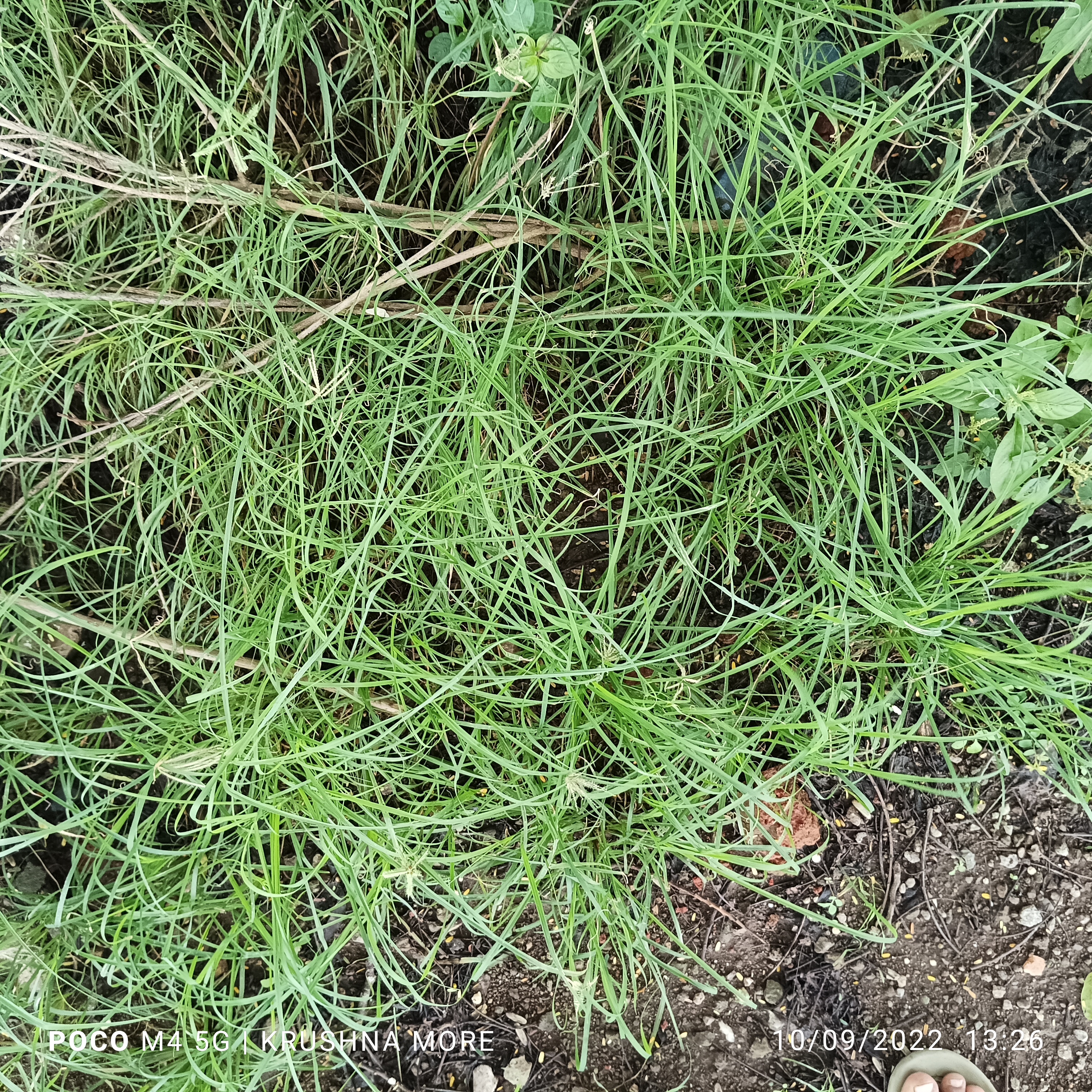 Weed Detection ISA Object Detection Dataset by Object Detection DT