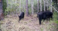 WILDNET project thumbnail