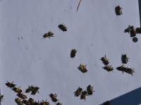 Bee color detection project thumbnail