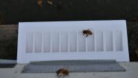 bee project thumbnail