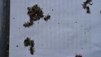 Bee color detection project thumbnail