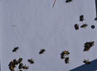 Bee color detection project thumbnail