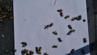 bee colour project thumbnail