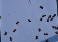 Bee color detection project thumbnail