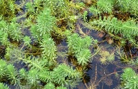 invasive_plants_or_not project thumbnail