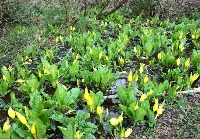 Invasive Plant Species Detection project thumbnail