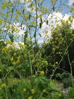 Invasive Plant or Native Plant project thumbnail