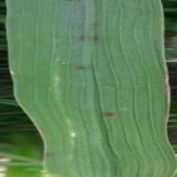 Rice Leaf disease project thumbnail