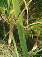 Paddy leaf disease project thumbnail