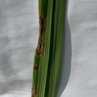 Rice Leaf Disease 120 Images project thumbnail