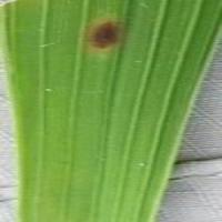 Rice Leaf Disease 120 Images project thumbnail