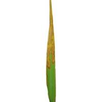 Paddy Crop Diseases project thumbnail