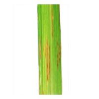 Paddy Leaf Disease Original project thumbnail