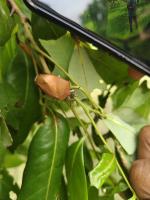 Litchi Stink bug project thumbnail