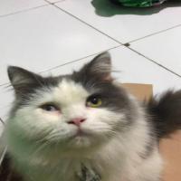 HealthyCatSkin project thumbnail