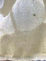 Whitefly-Aphids-Detection-Clean project thumbnail