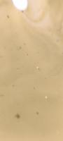 pestDataset project thumbnail