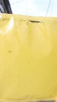 PestDetection project thumbnail