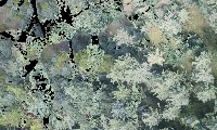 TreeDetection project thumbnail